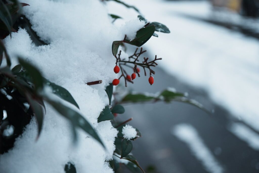 雪をかぶった南天