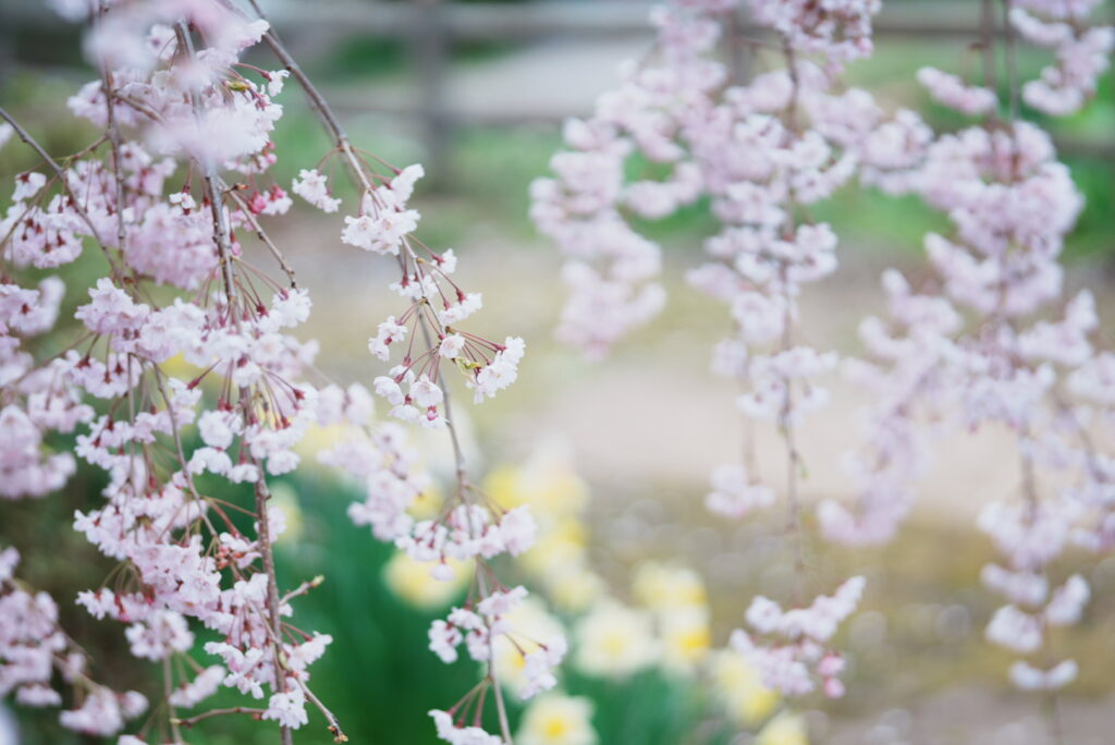 sakura1