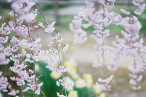 sakura1