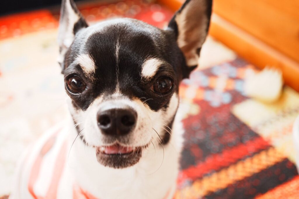 ハイオンチワワ