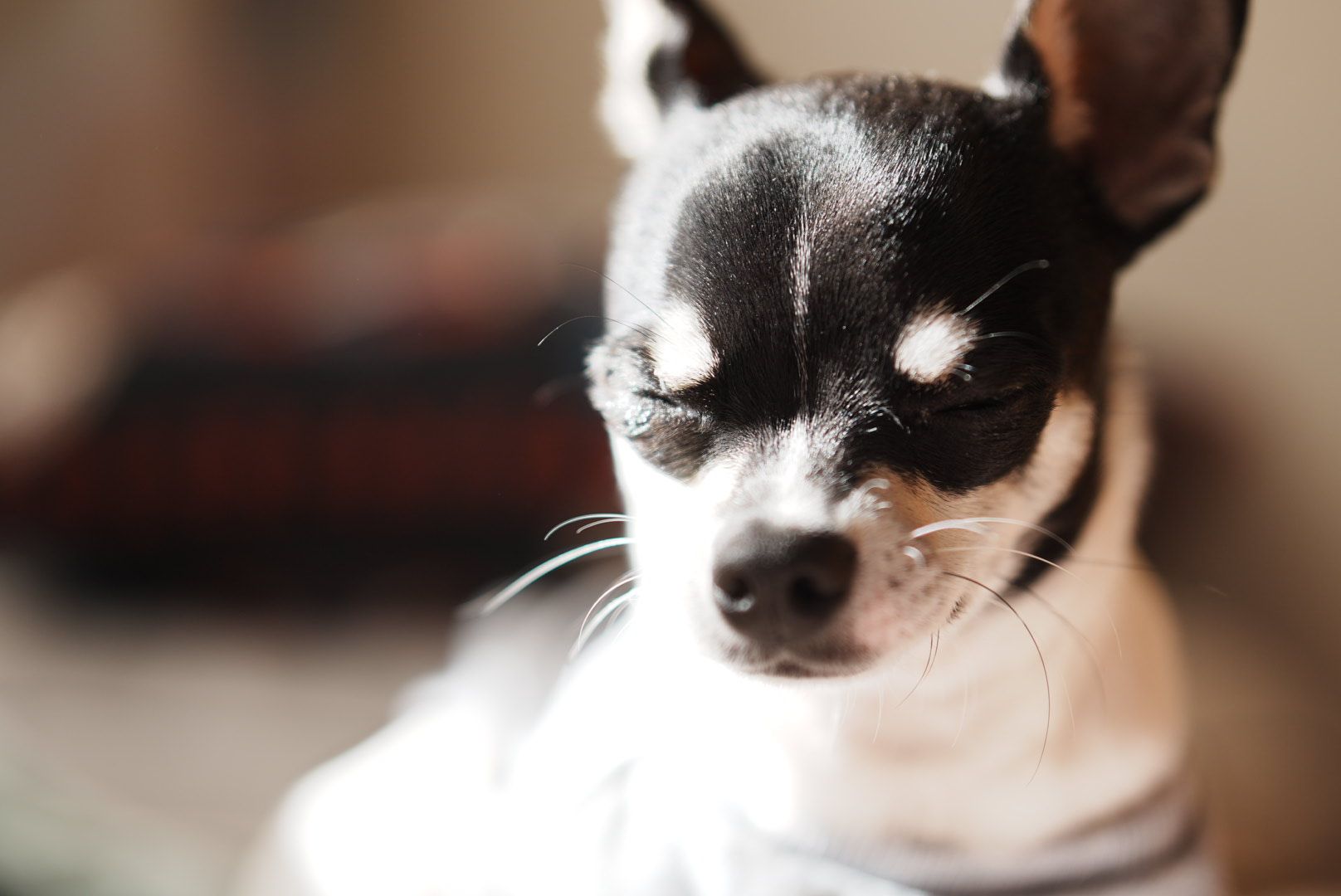 ハイオンチワワ