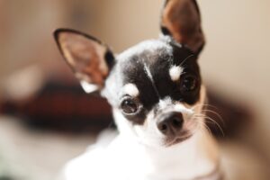 ハイオンチワワ