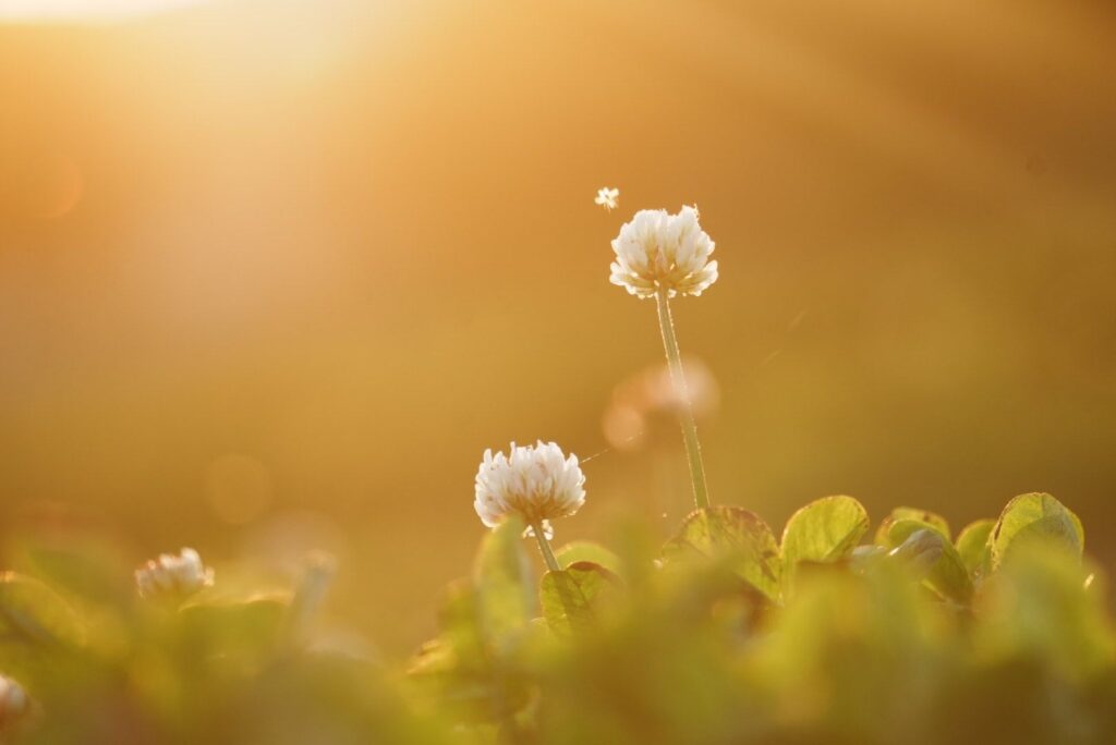 春の夕暮れに咲く のシロツメクサ