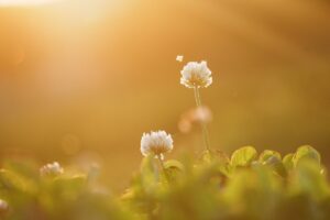 春の夕暮れに咲く のシロツメクサ