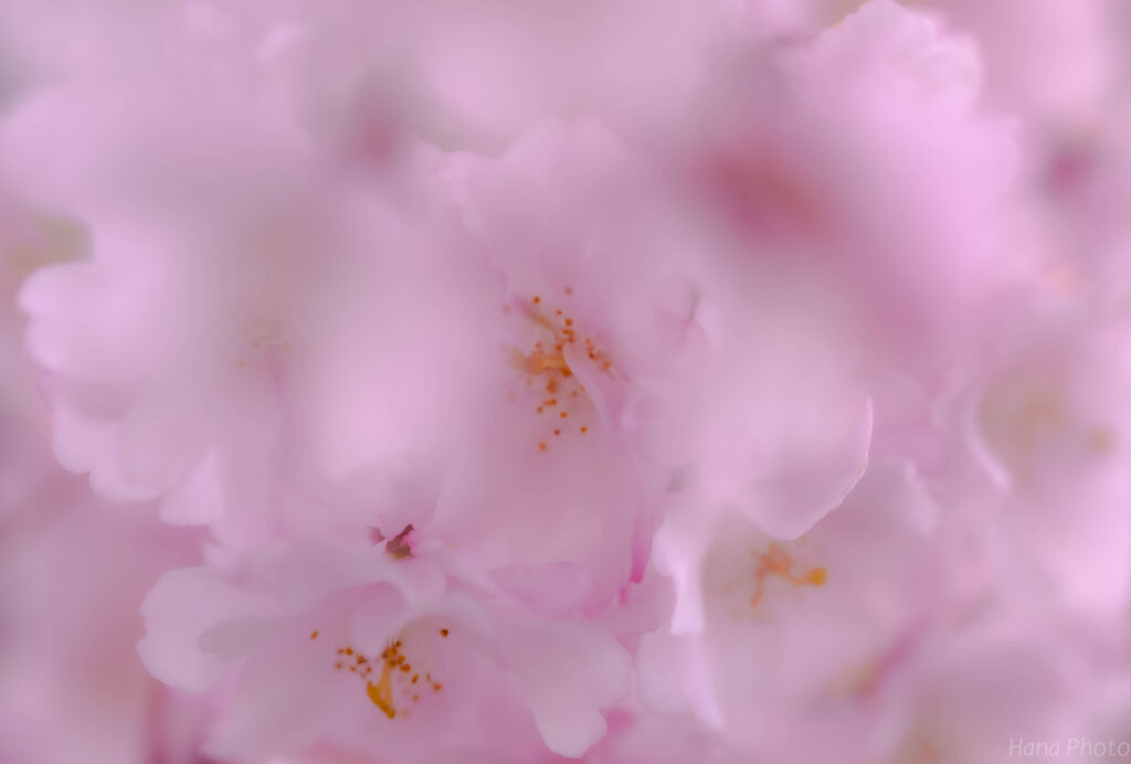 桜の花
